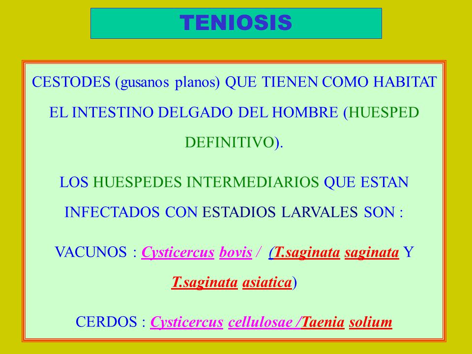 habitat de la tenia solium